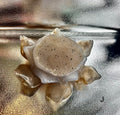 Agate Geode Lotus Flower J - Brazil